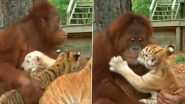 Viral Video: बाघ के तीन शावकों को दूध पिलाते हुए ओरंगुटान का क्लिप वायरल, वीडियो देख बन जाएगा दिन